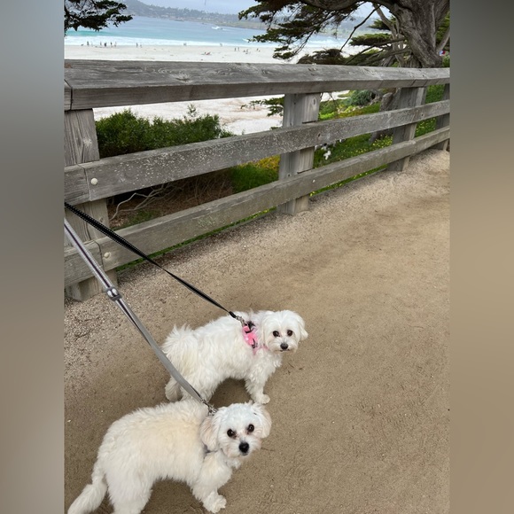 Meet your Posher, Rodica - Picture 10 of 16